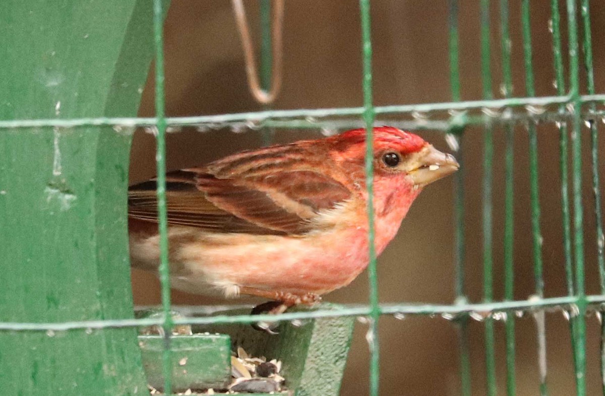 Purple Finch - ML655044161