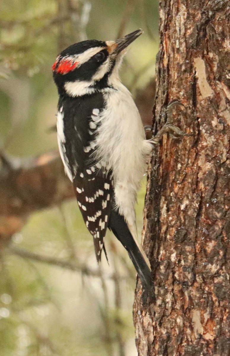Hairy Woodpecker - ML655044183