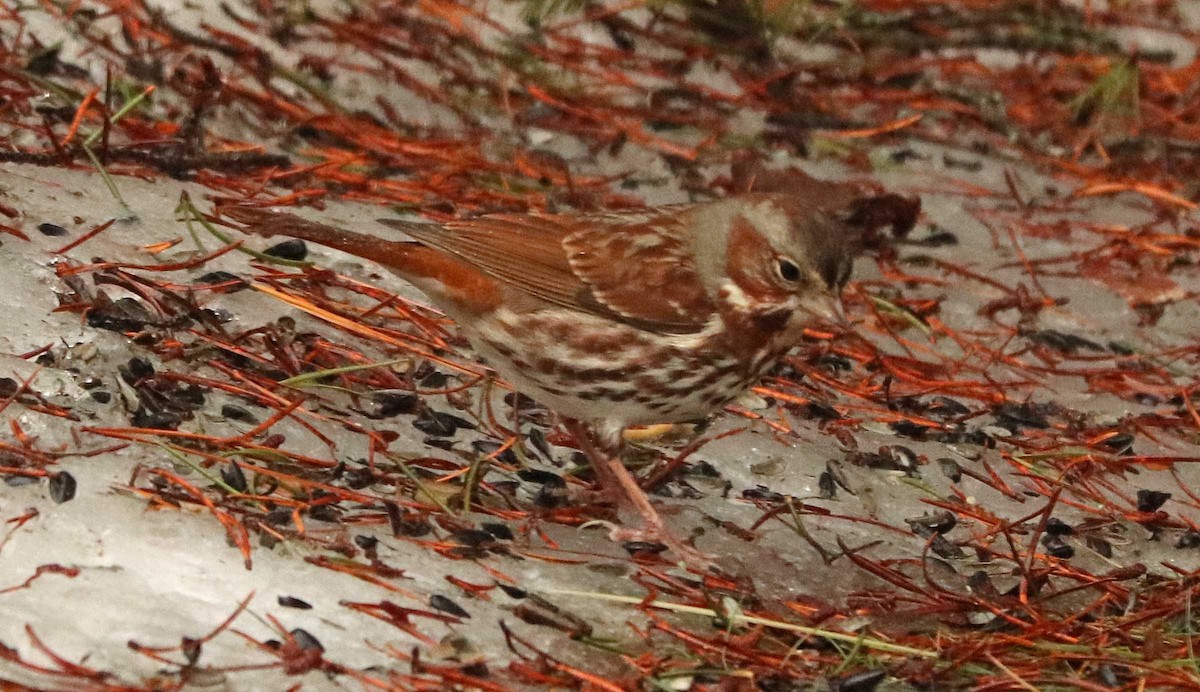 Fox Sparrow - ML655044210