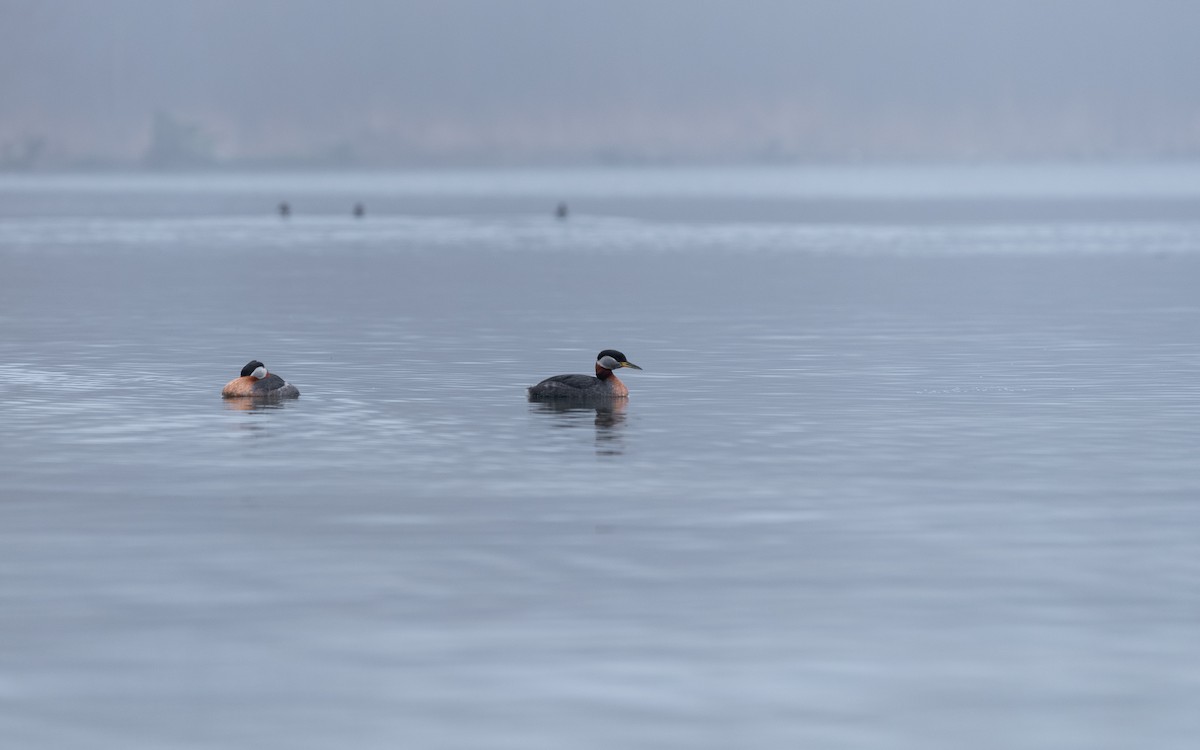 Пірникоза сірощока - ML655044218