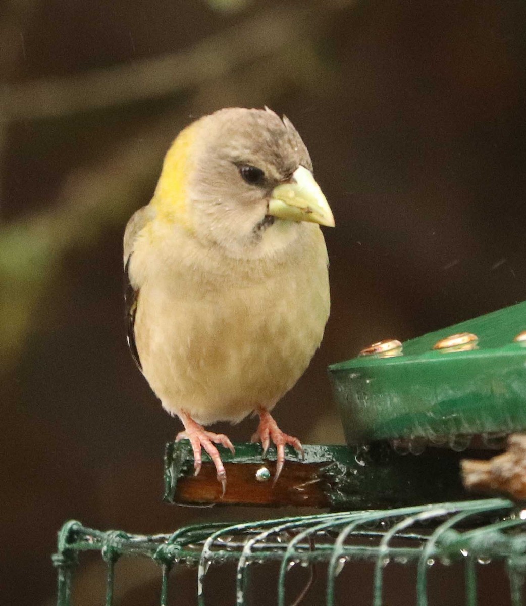 Evening Grosbeak - ML655044229