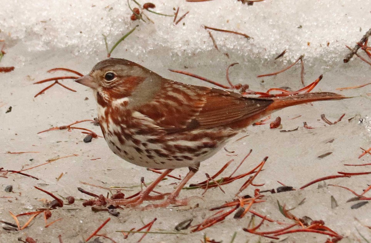 Fox Sparrow - ML655044250