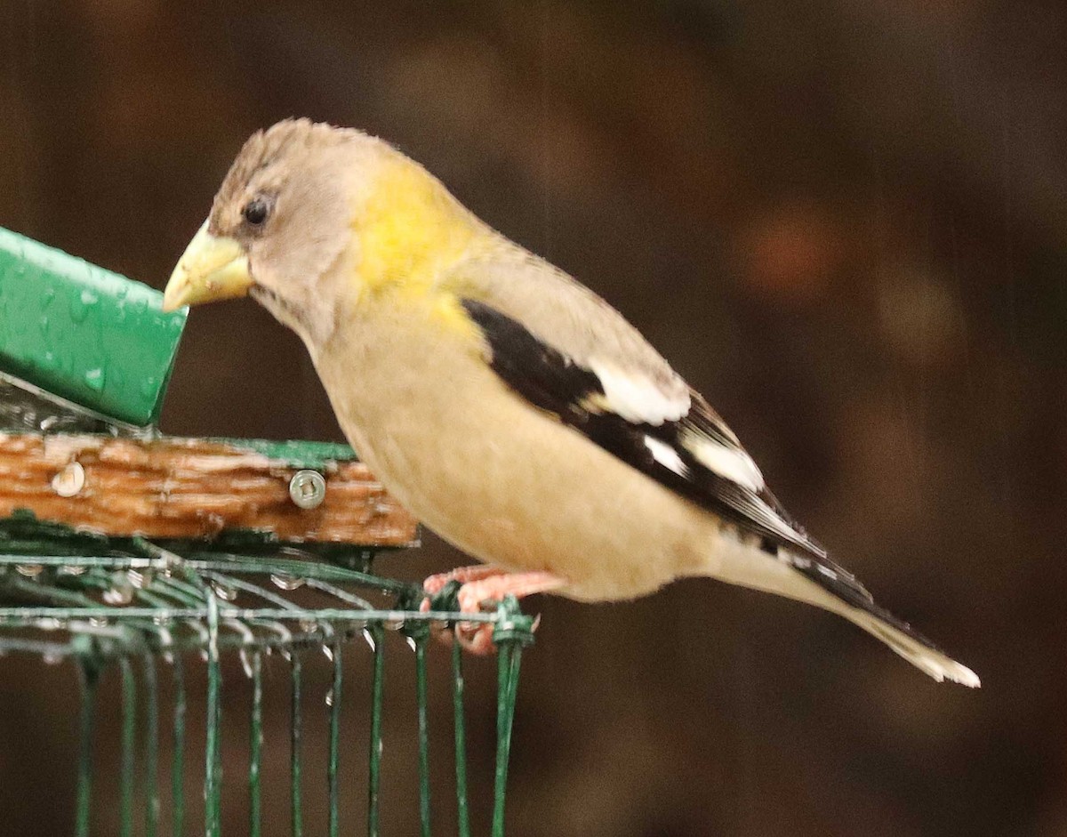 Evening Grosbeak - ML655044265