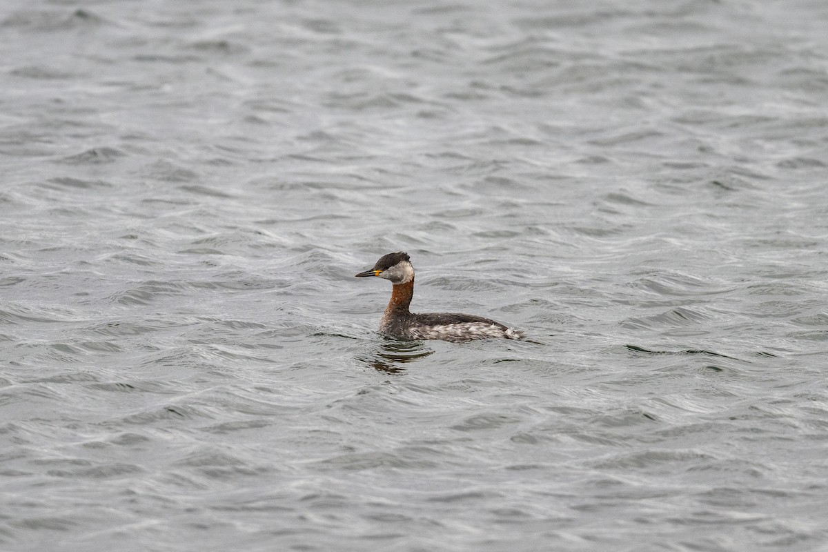 Пірникоза сірощока - ML655044295