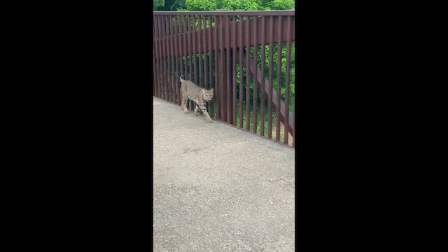 Bobcat - ML655044296