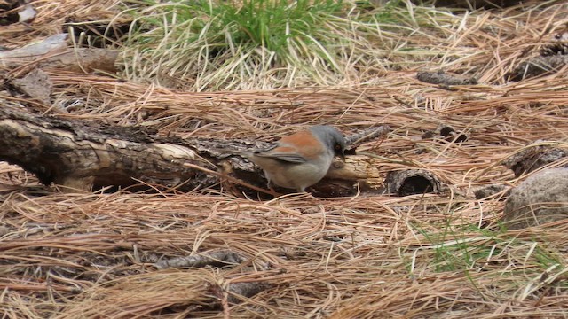 guløyejunko - ML655045658