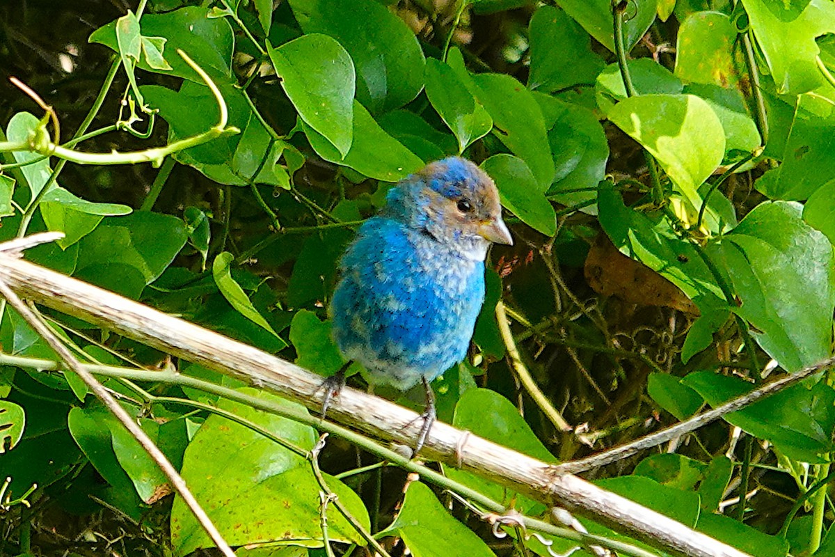 Indigo Bunting - ML655045795