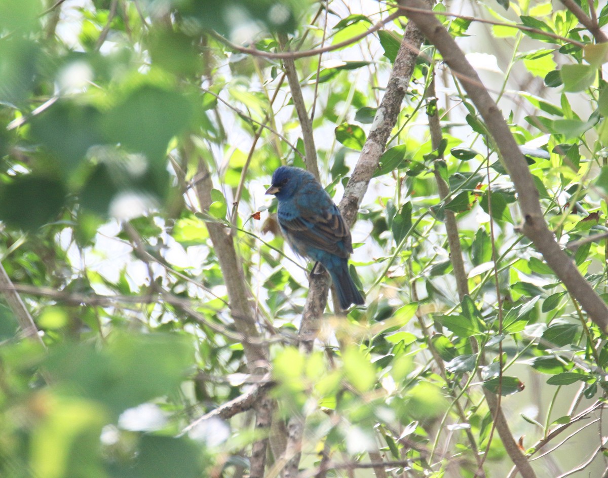 Indigo Bunting - ML655046487
