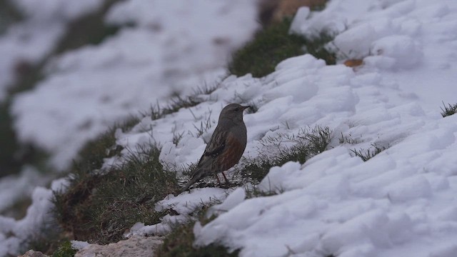 alpejernspurv - ML655046562