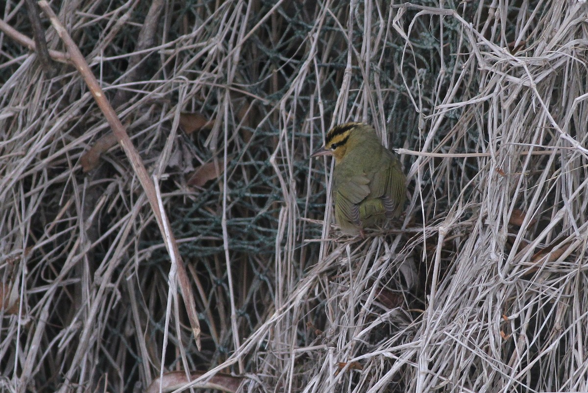 Worm-eating Warbler - Alex Lamoreaux