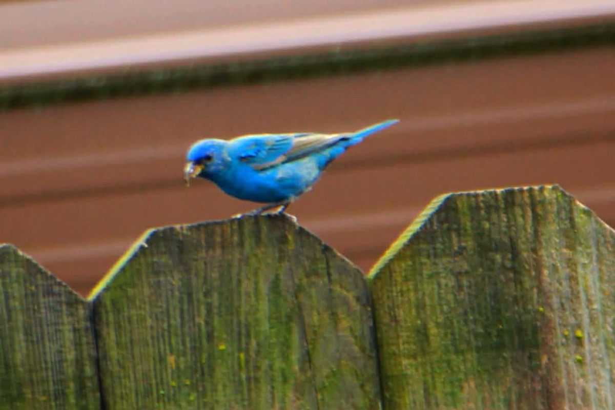 Indigo Bunting - ML655047200