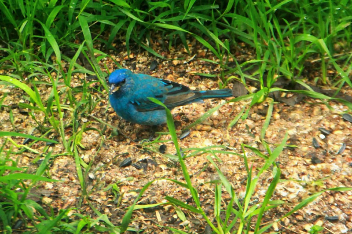 Indigo Bunting - ML655047202
