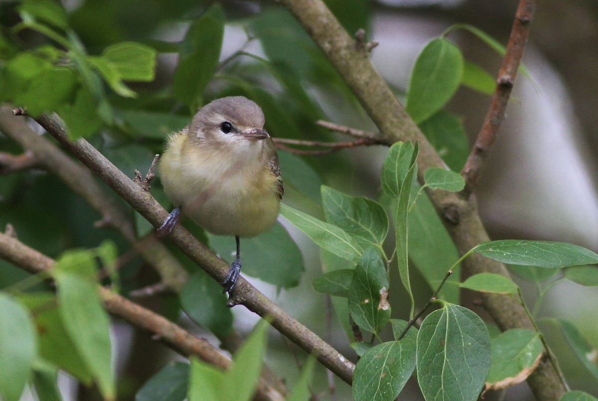 Vireo Gorjeador (gilvus) - ML65504721