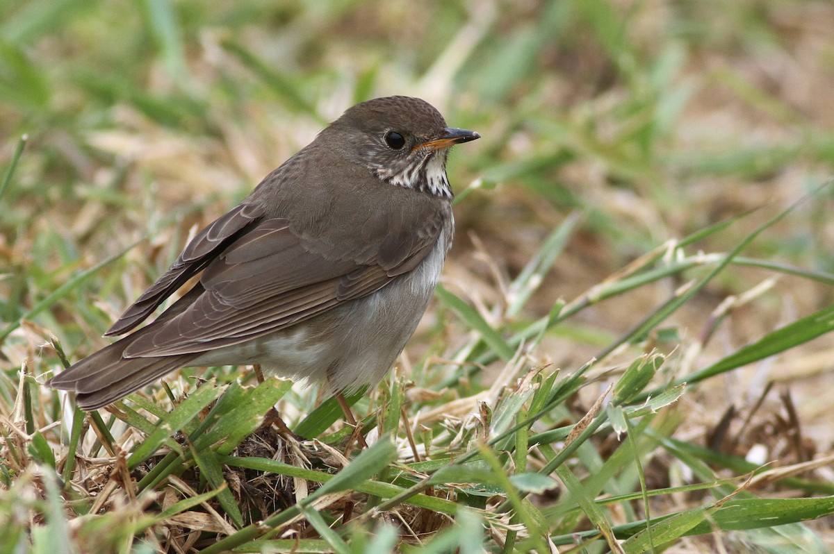 Gray-cheeked Thrush - ML65504901