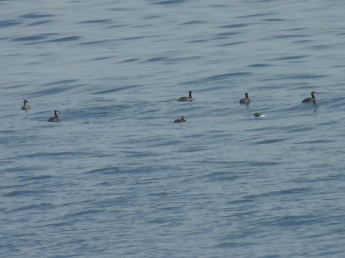 Пірникоза сірощока - ML655049249