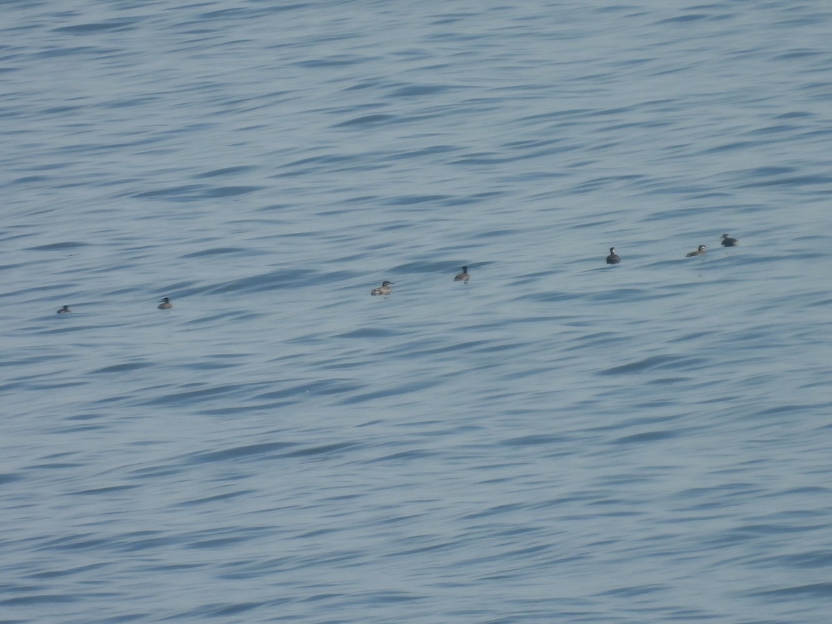 Пірникоза сірощока - ML655049250