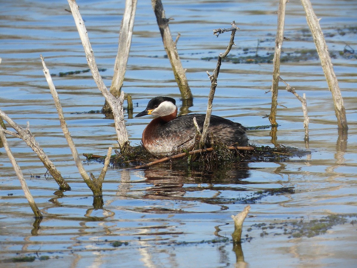 Пірникоза сірощока - ML655049347