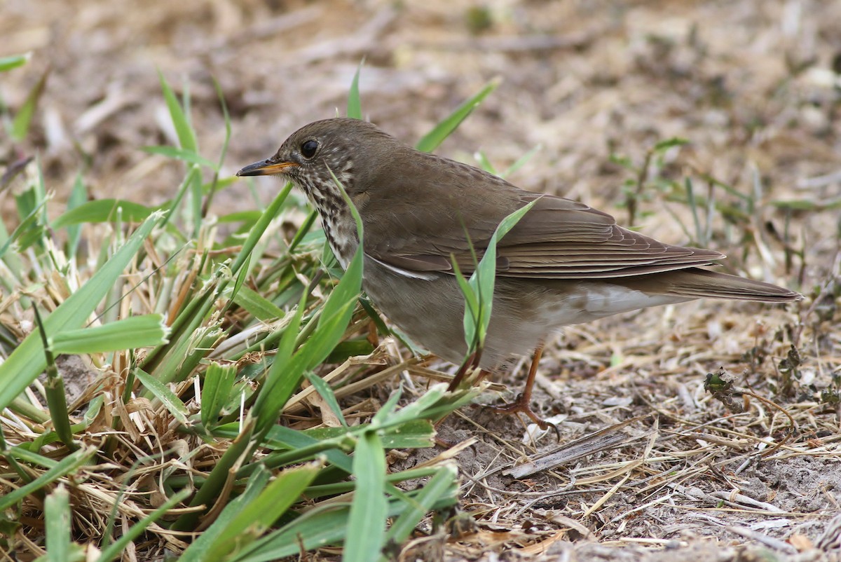 קיכלי אפור-לחי - ML65504941