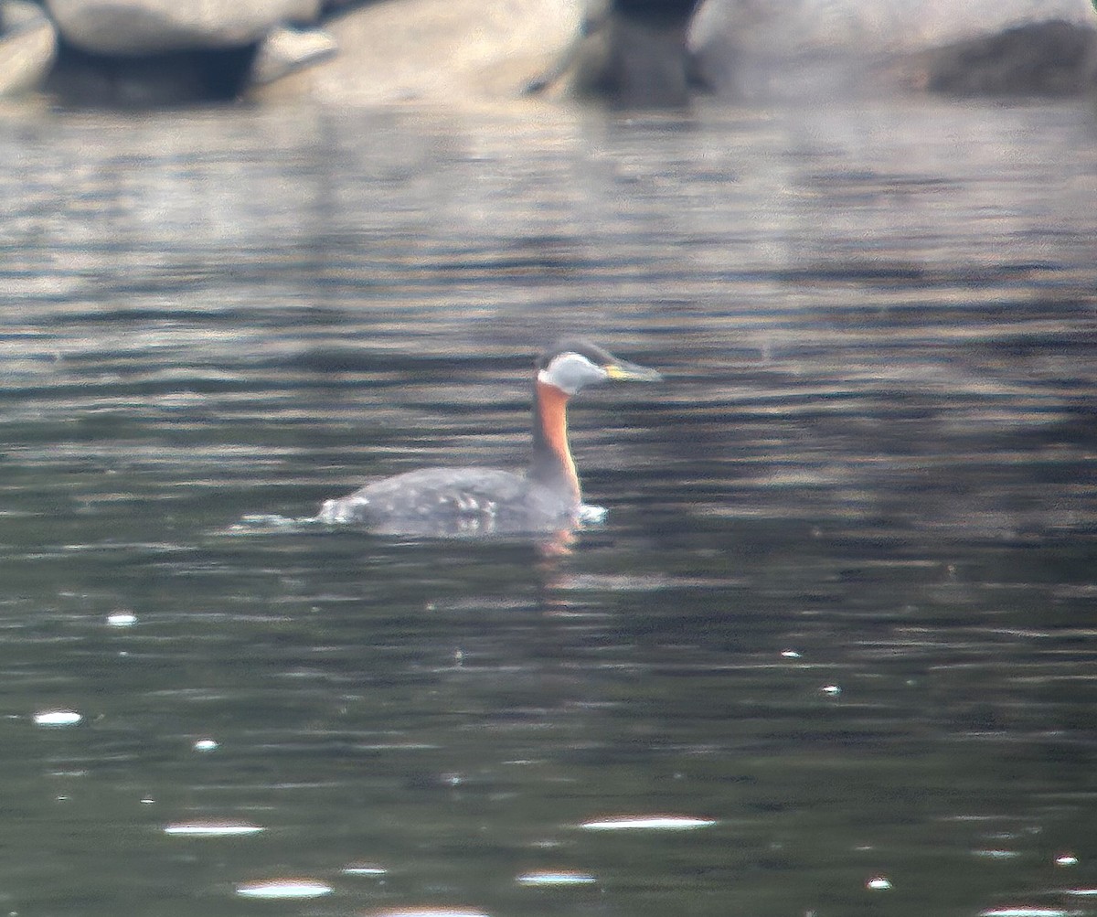 Пірникоза сірощока - ML655049696
