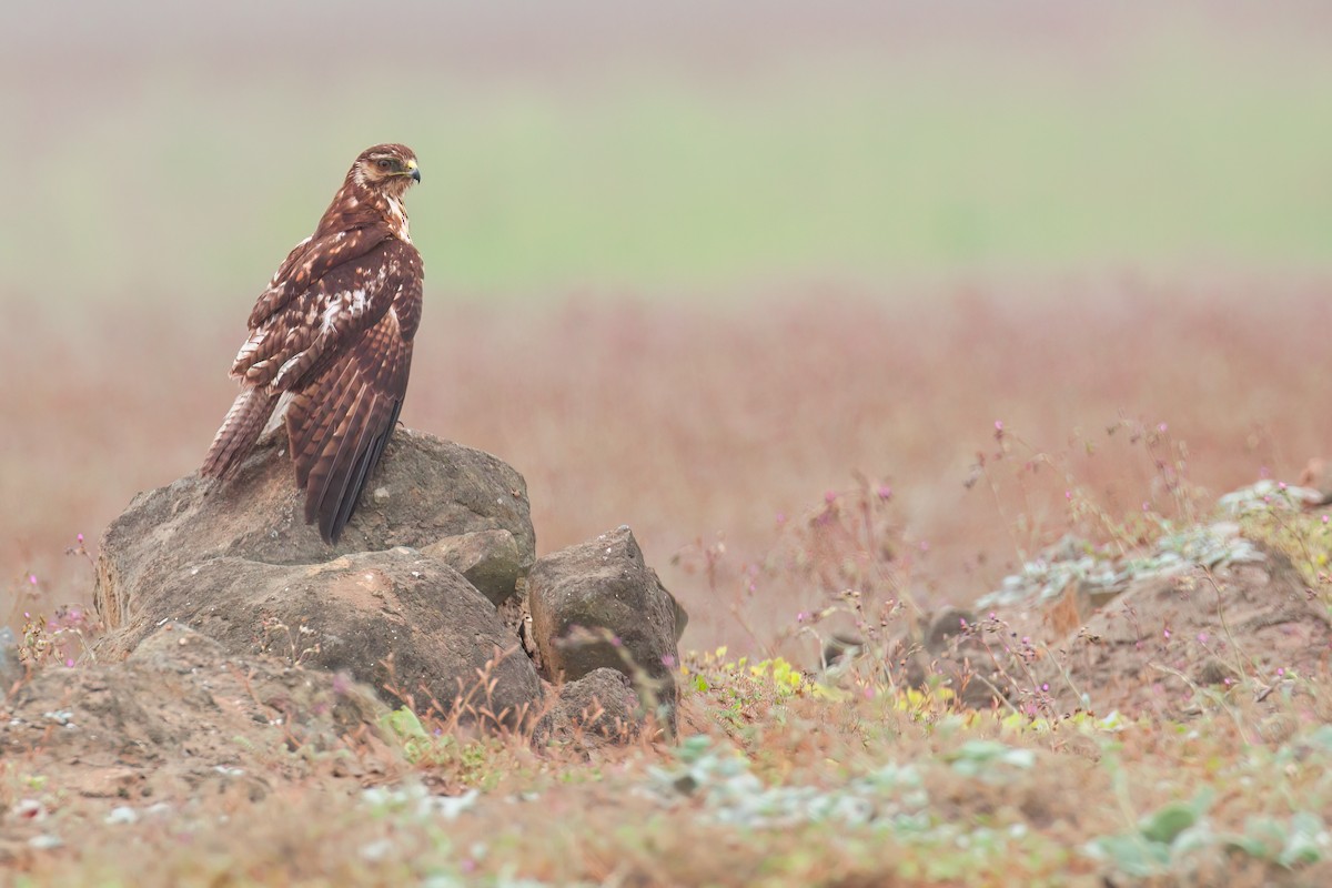 Variable Hawk - ML655049902