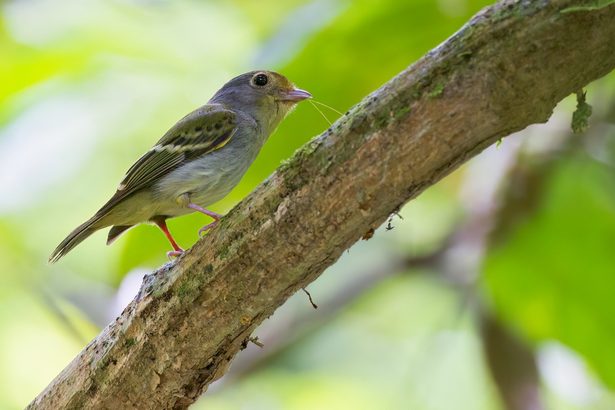 Wing-barred Piprites - ML655049980