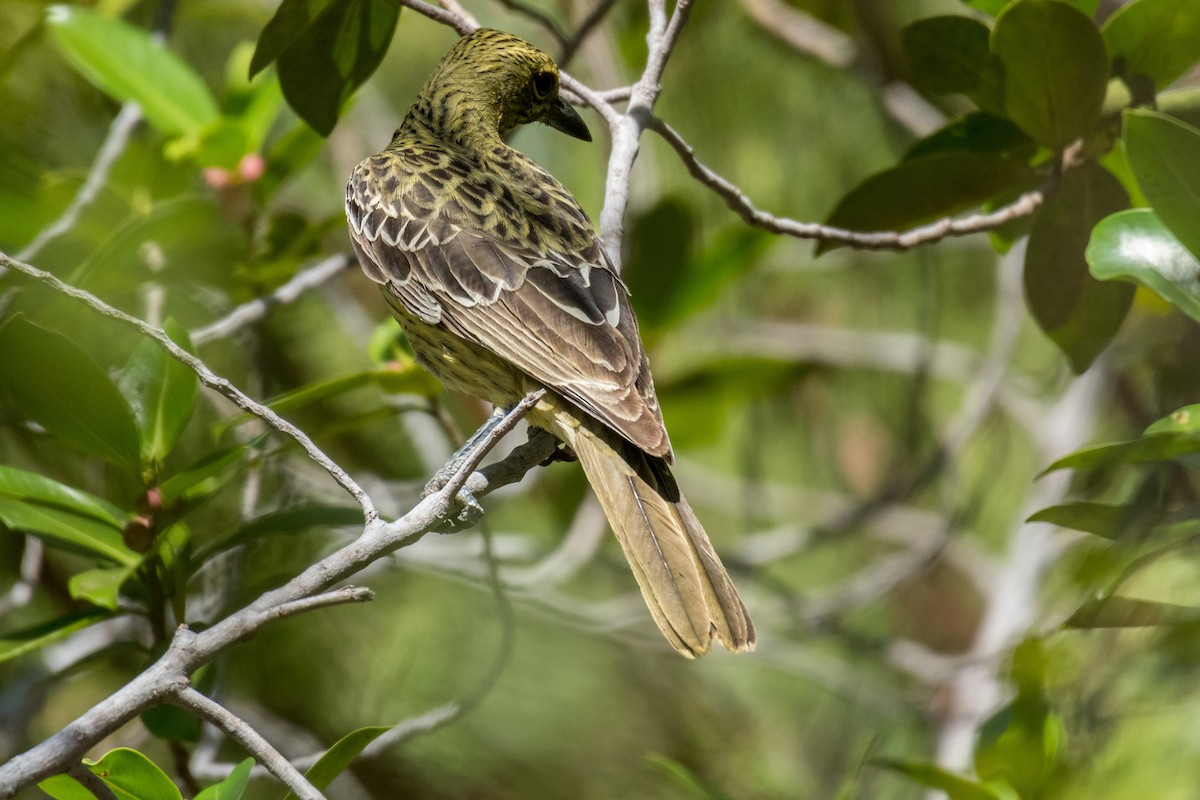 Green Oriole - Raphaël Nussbaumer