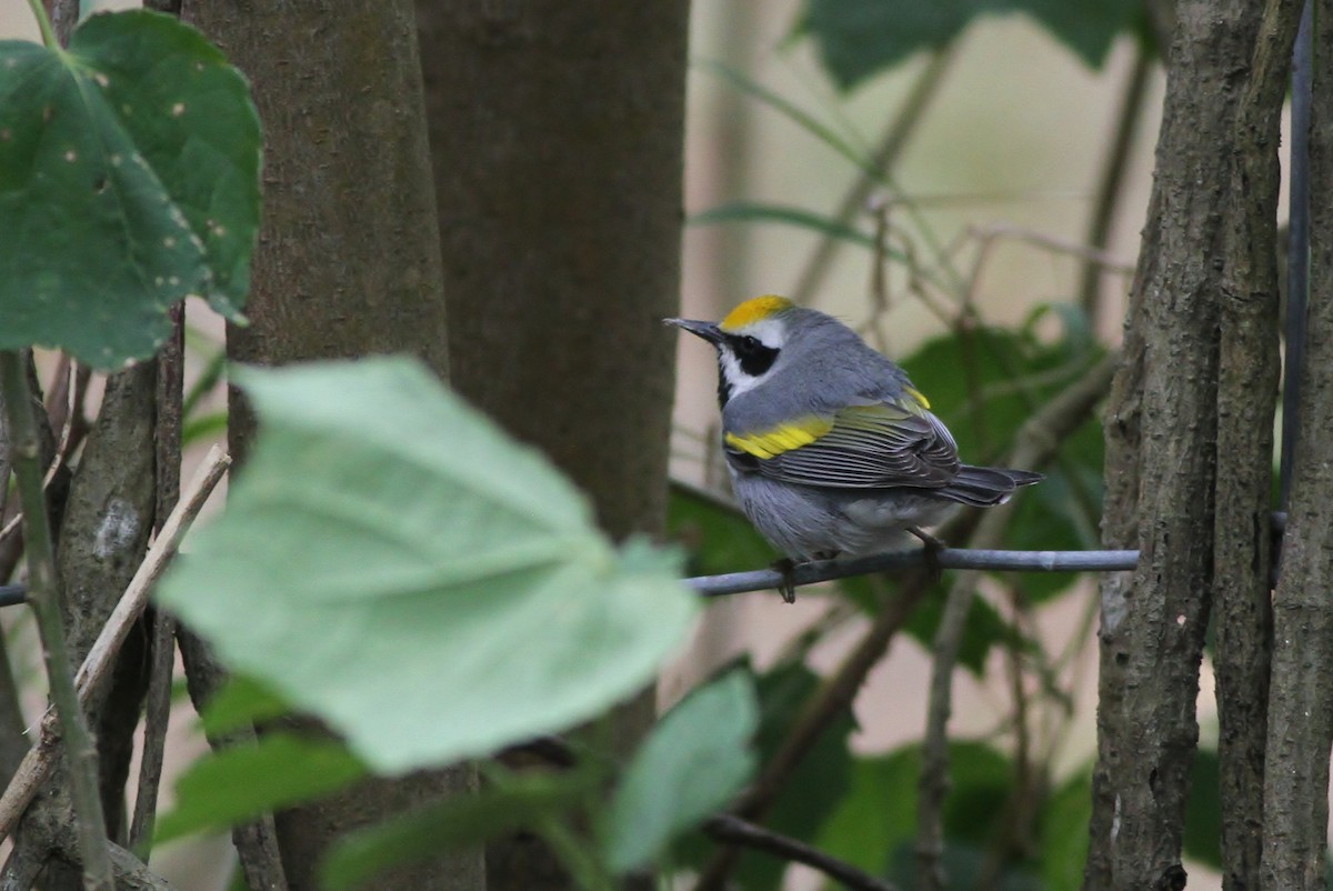 Golden-winged Warbler - Alex Lamoreaux