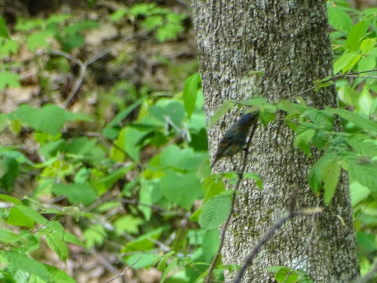 Indigo Bunting - ML655050382