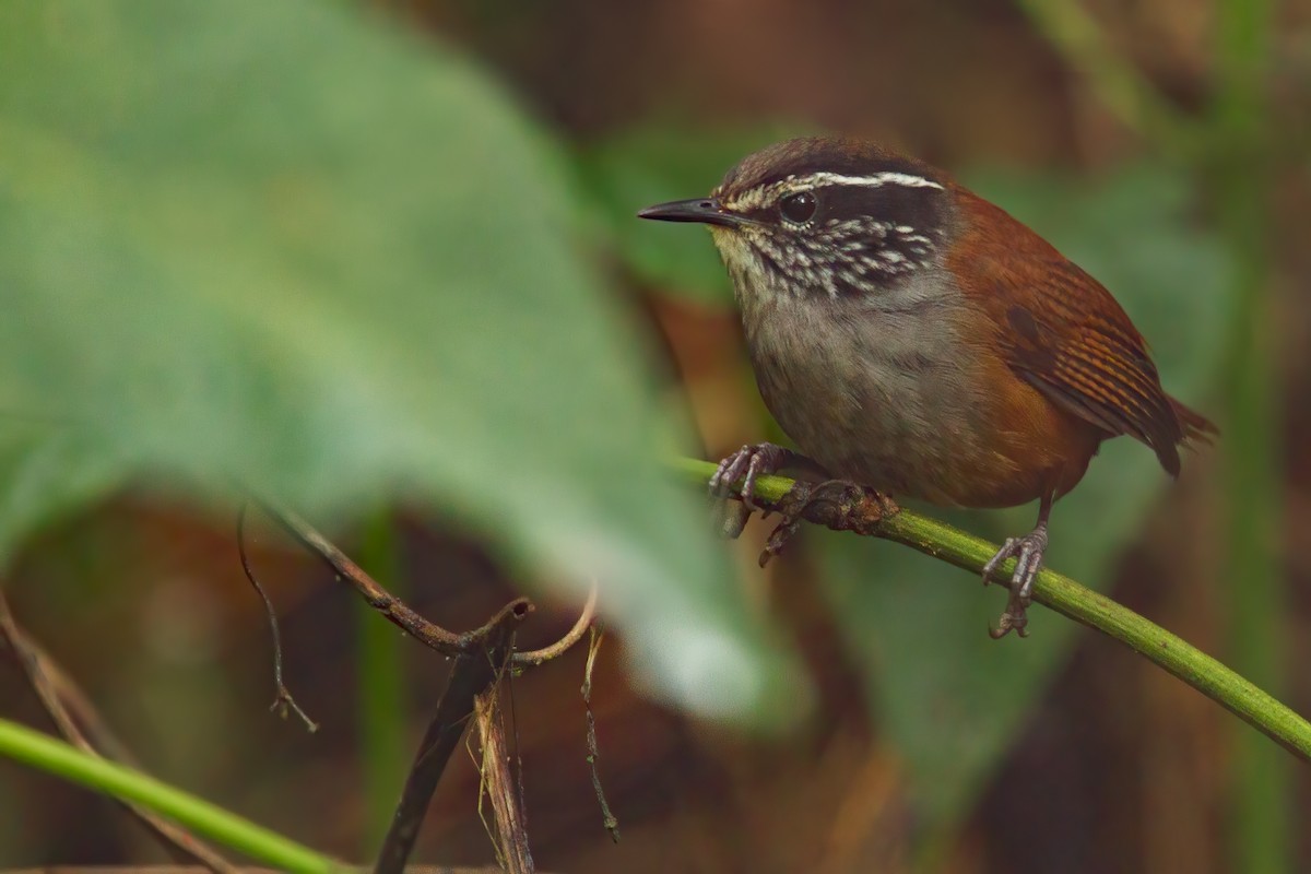 Gray-breasted Wood-Wren - ML655050488
