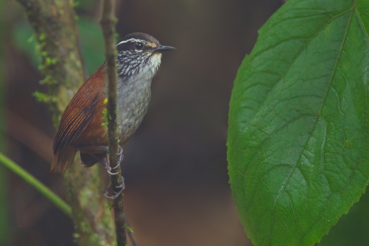 Gray-breasted Wood-Wren - ML655050507