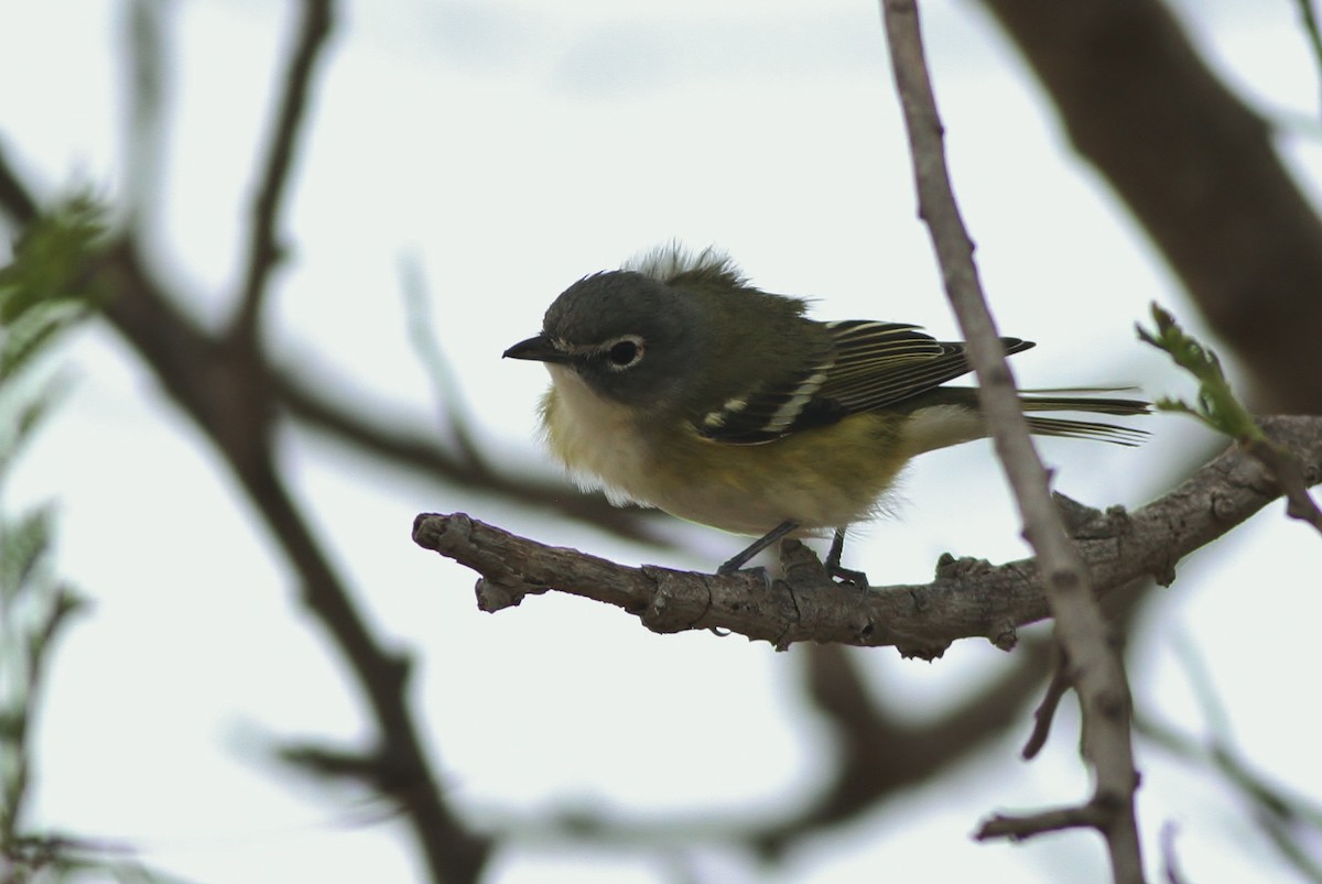 Vireo Solitario - ML65505111