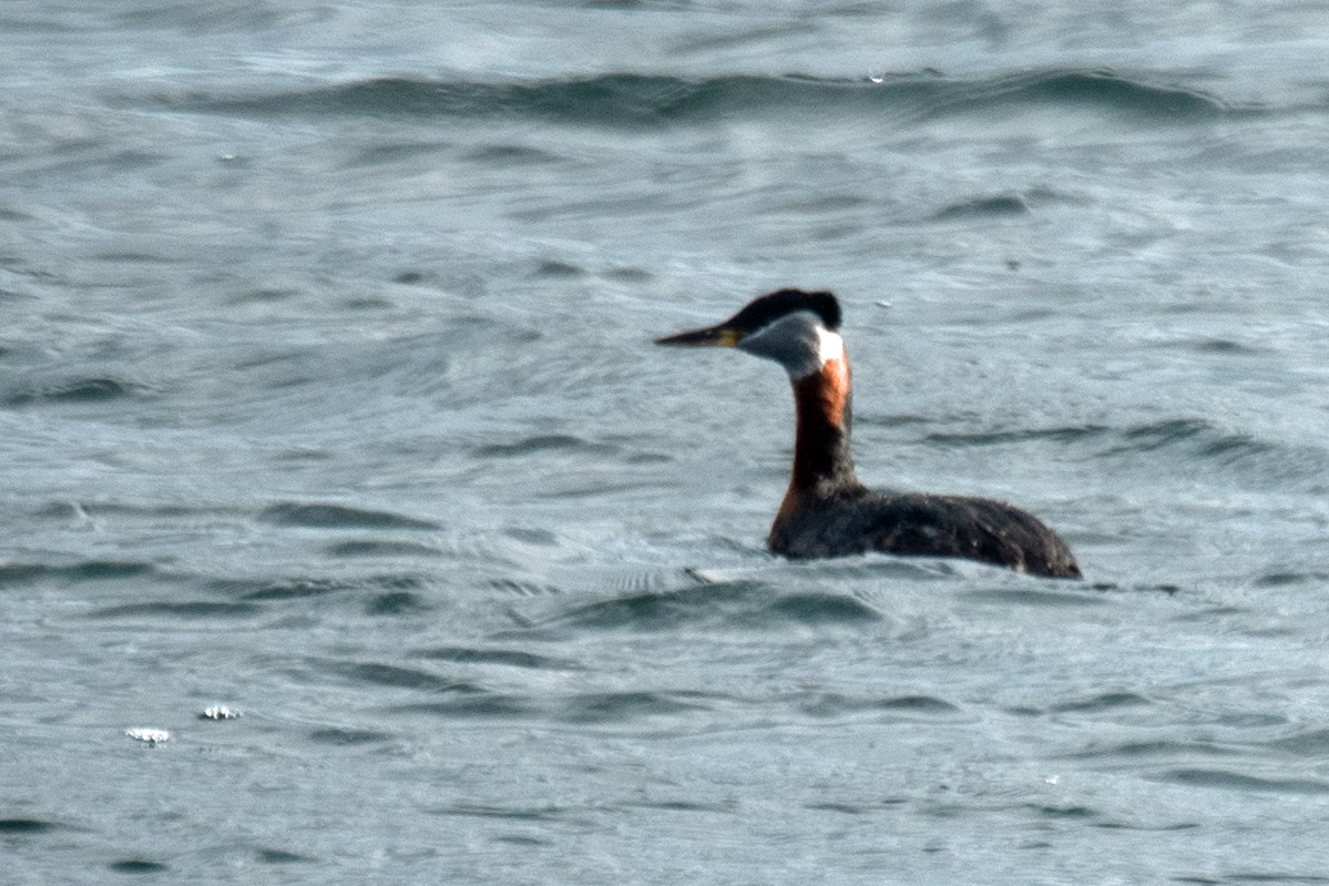 Пірникоза сірощока - ML655051231