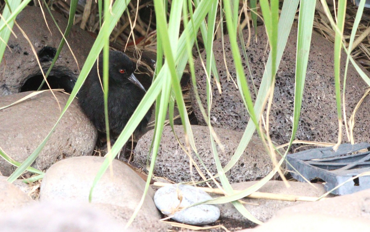 Inaccessible Island Rail - ML655051360