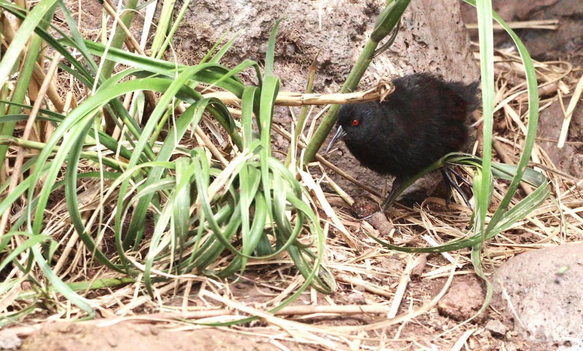 Inaccessible Island Rail - ML655051377