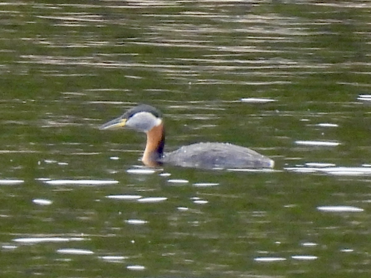 Пірникоза сірощока - ML655051921
