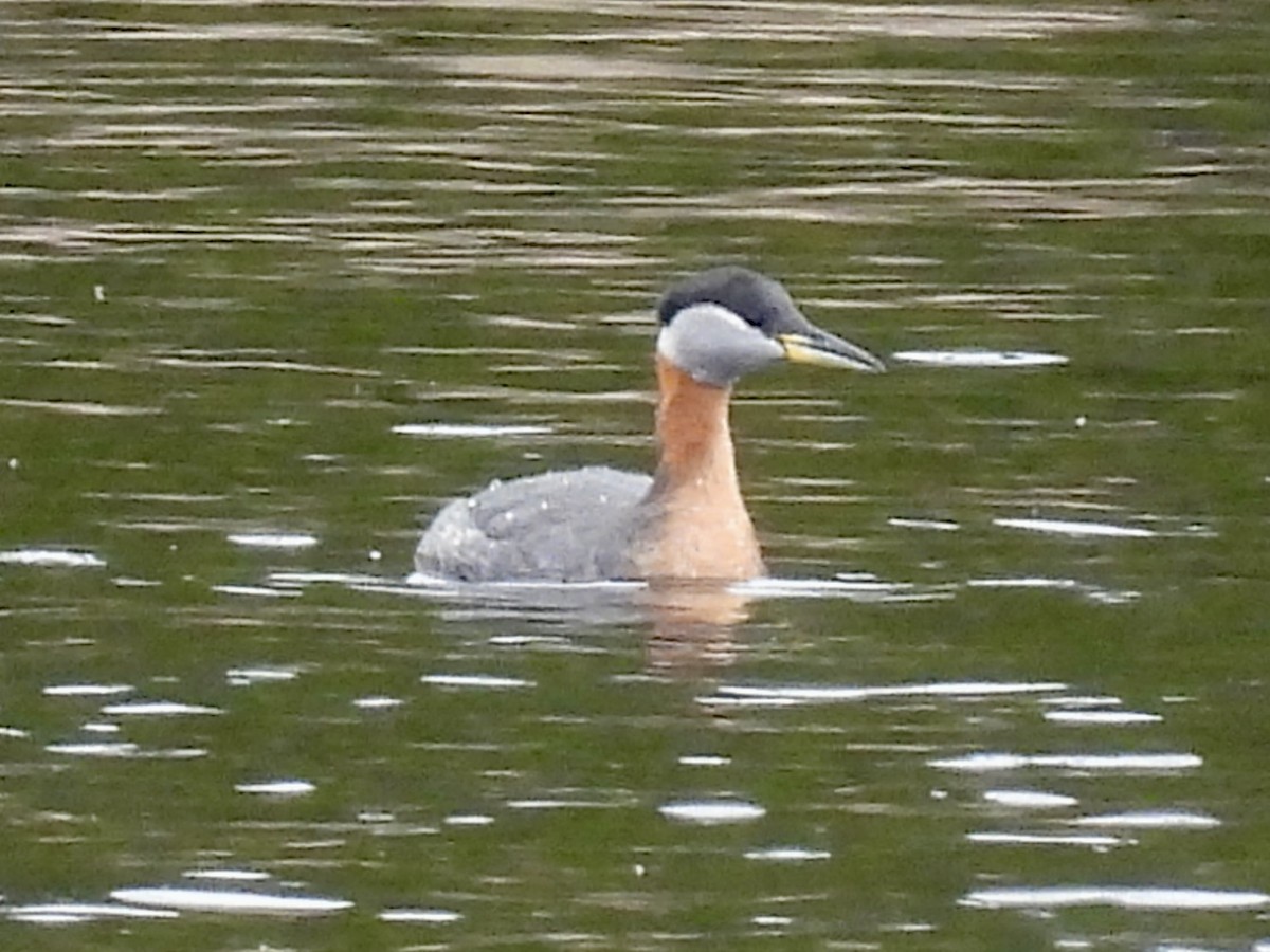 Пірникоза сірощока - ML655051922