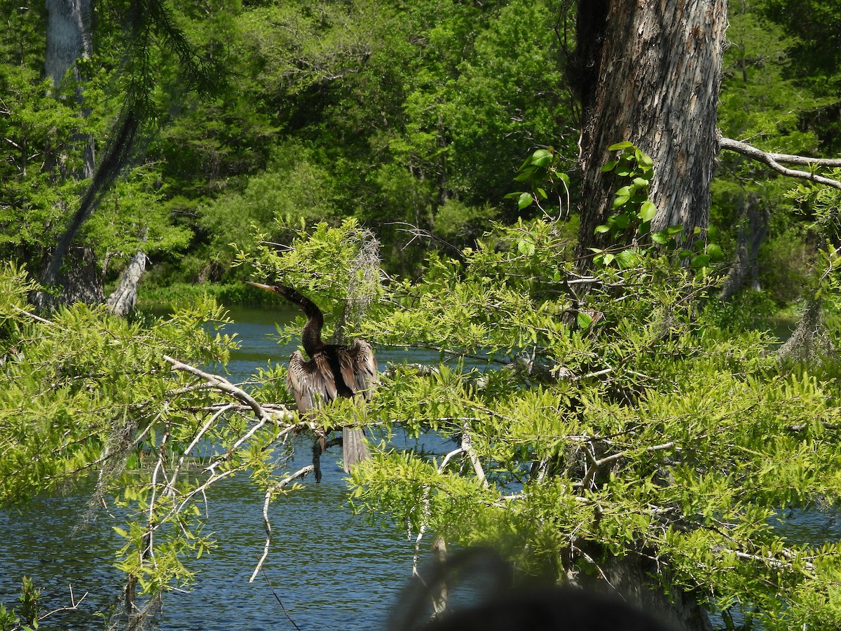 Anhinga - ML655052793