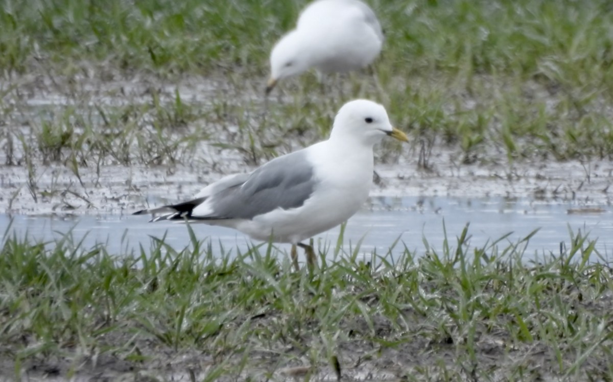Goéland à bec court - ML655052802