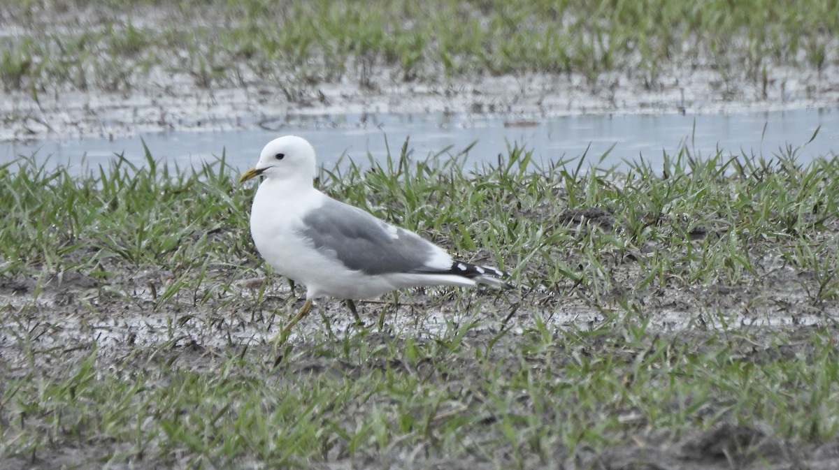 Goéland à bec court - ML655052803