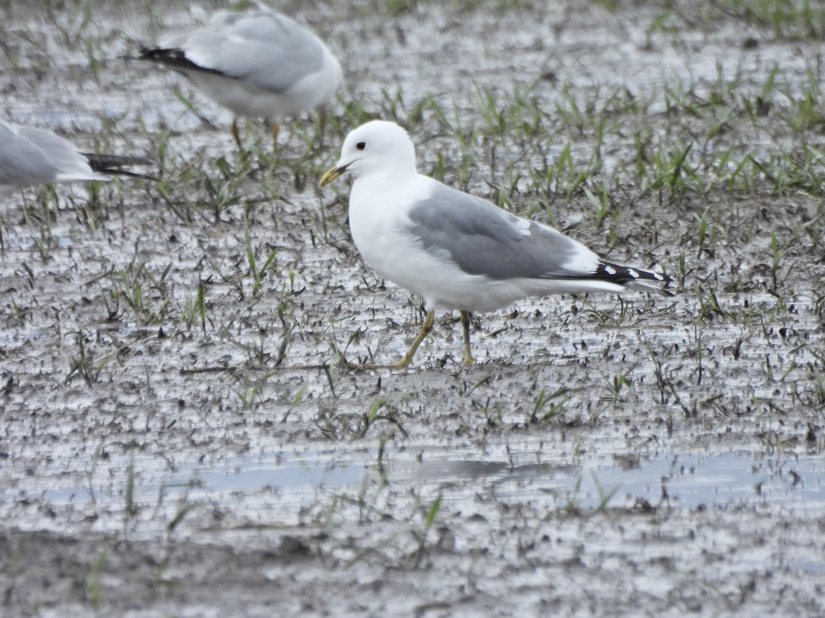 Goéland à bec court - ML655052804