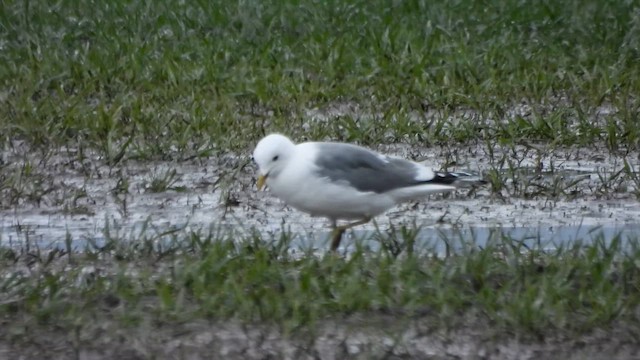 Goéland à bec court - ML655052823