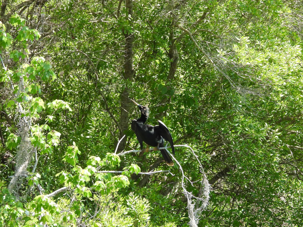 Anhinga - ML655052824