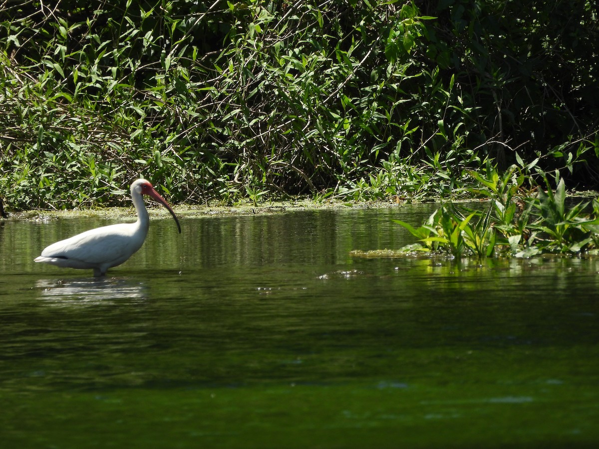 White Ibis - ML655052874