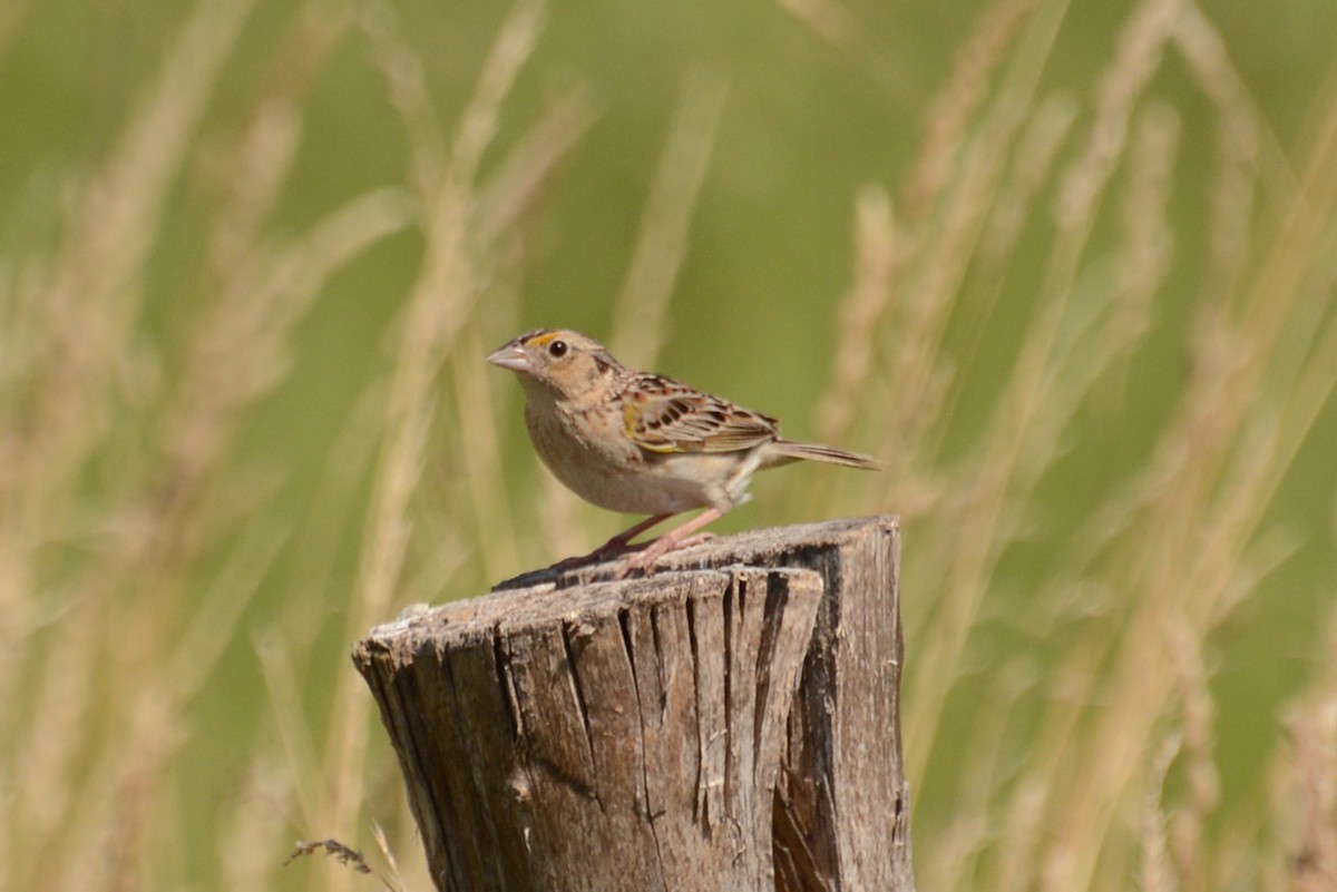 Grasshopper Sparrow - Tom Frankel