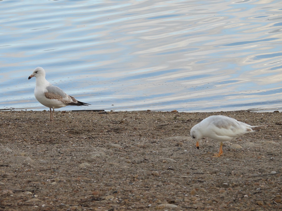 racek sp. - ML655052930