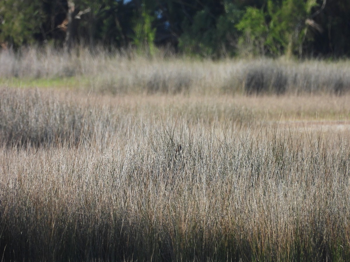 Seaside Sparrow - ML655053003