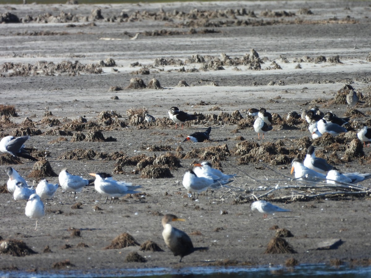 Black Skimmer - ML655053081