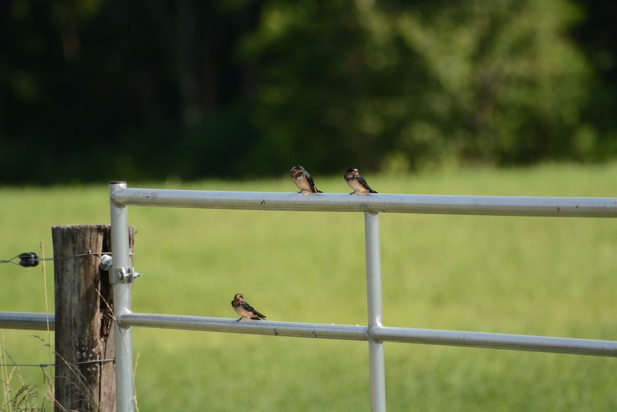 Barn Swallow - Tom Frankel