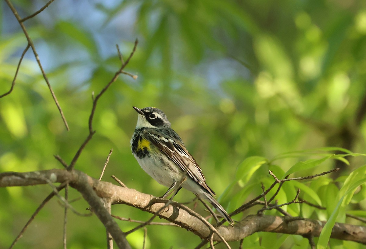 Пісняр-лісовик жовтогузий (підвид coronata) - ML655054122