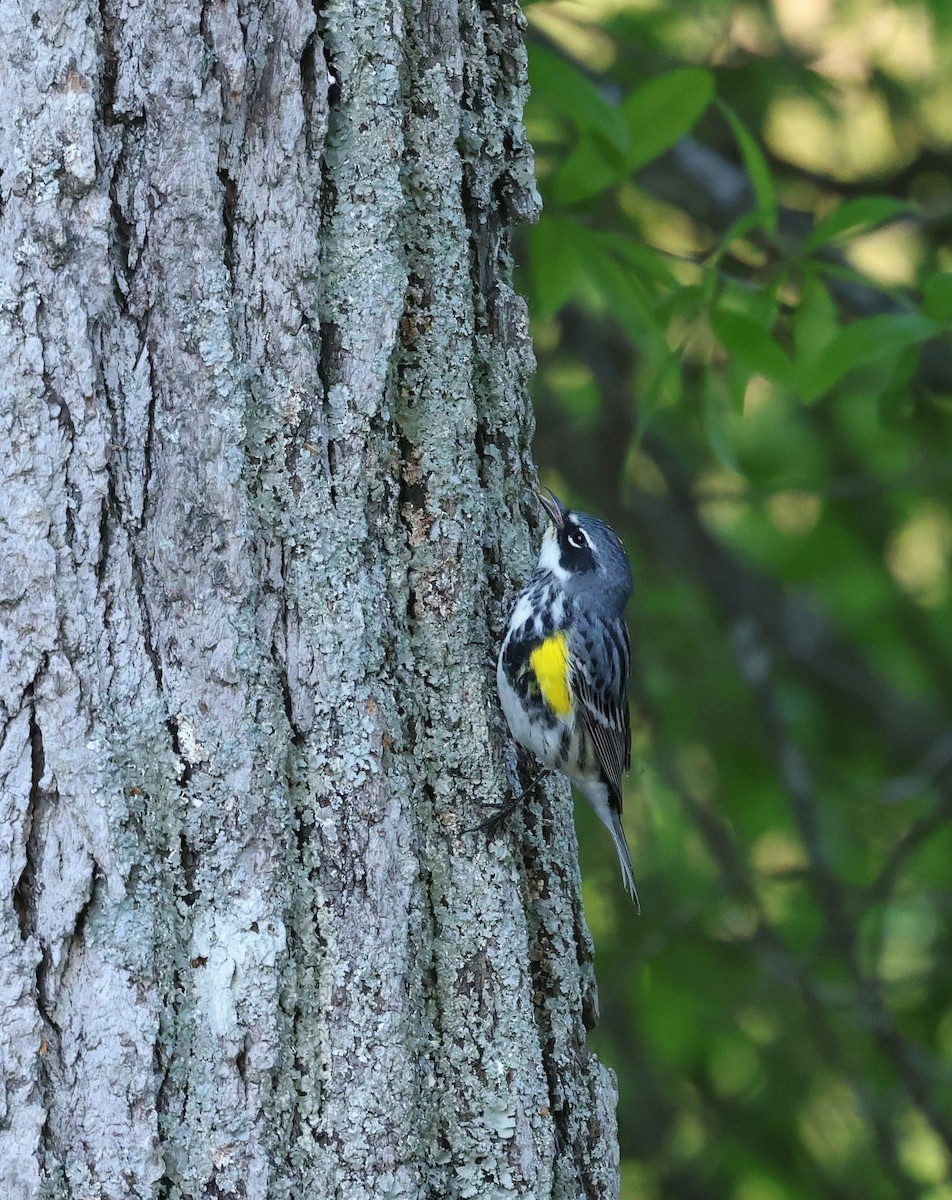 Пісняр-лісовик жовтогузий (підвид coronata) - ML655054123